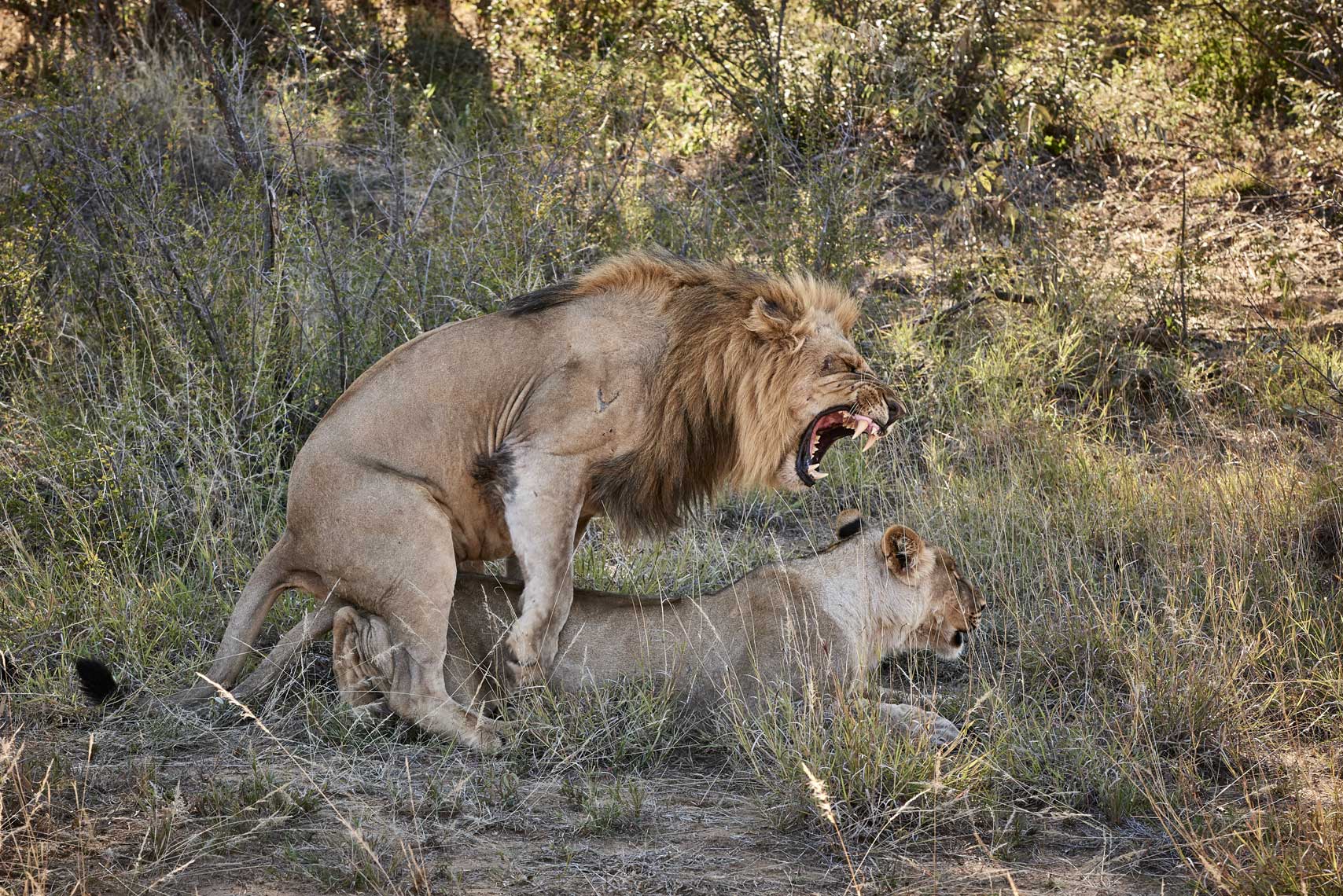 Two lions mating in Safari male roaring Separate Escorts for the Islamabad will enjoy reasonable prices